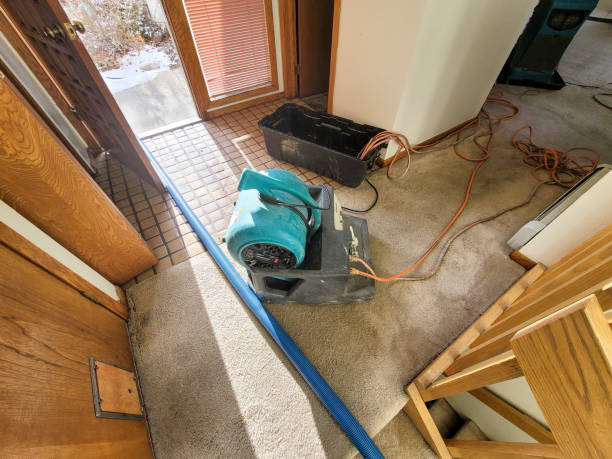 Best Flood damage cleanup  in Buena Vista, CO