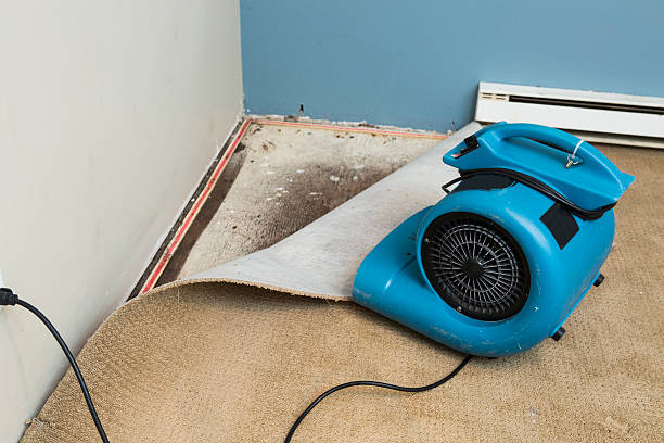 Best Local water damage restoration  in Buena Vista, CO
